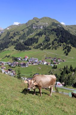 Cow at the Alps clipart