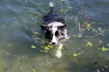 Sudaki köpek