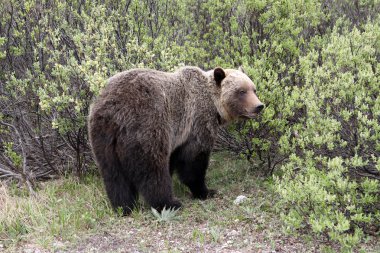 Boz (ursus arctos horribilis)