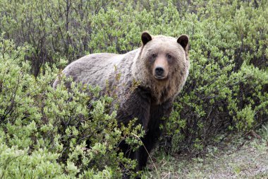 Grizzly (ursus arctos horribilis) clipart