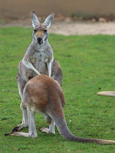 Red Kangaroos — Zdjęcie stockowe