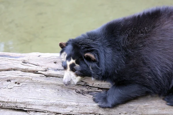 Urso espetacular — Fotografia de Stock