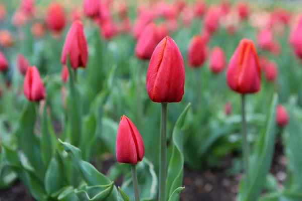 Red Tulips — Stock Photo, Image