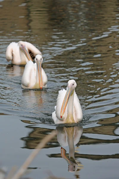 Pelicano branco oriental — Fotografia de Stock