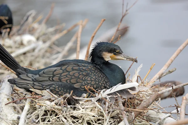 stock image Black Cormorant