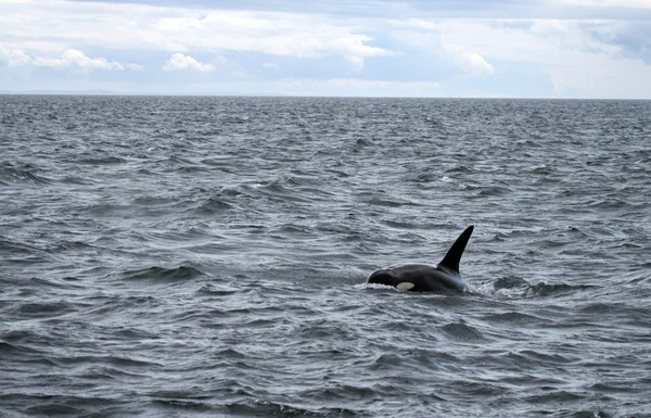 살인 고래 — 스톡 사진