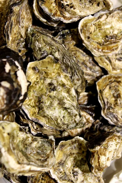 Fresh Oyster — Stock Photo, Image
