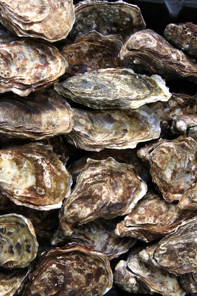 Oyster — стокове фото