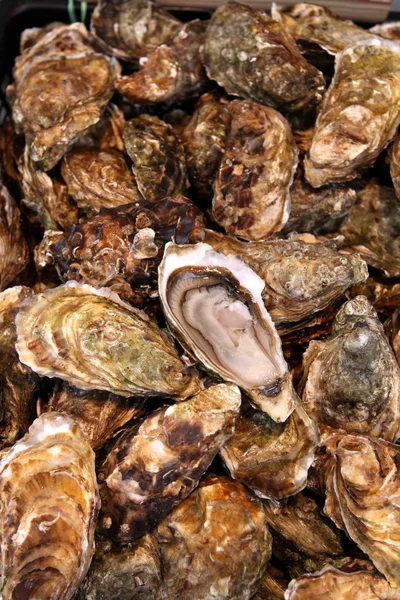 Frische Auster — Stockfoto