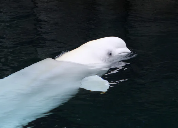 Baleia Beluga — Fotografia de Stock