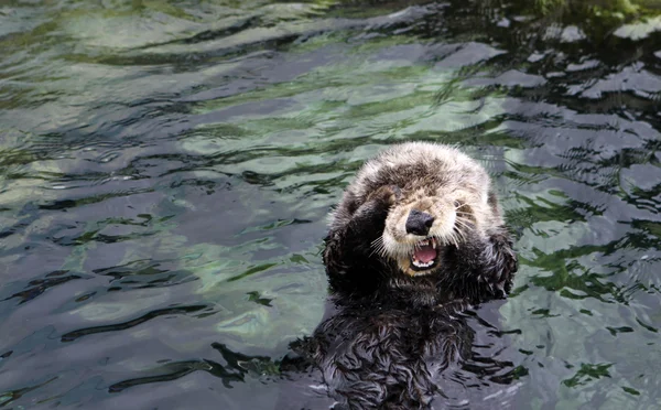Otter closeup — Stock Photo, Image
