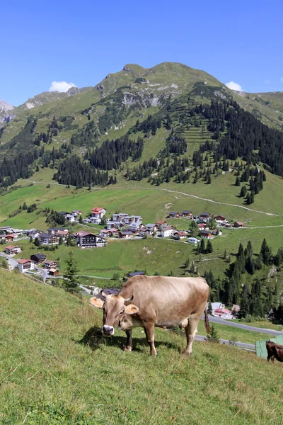 Αγελάδα στο alps — Φωτογραφία Αρχείου