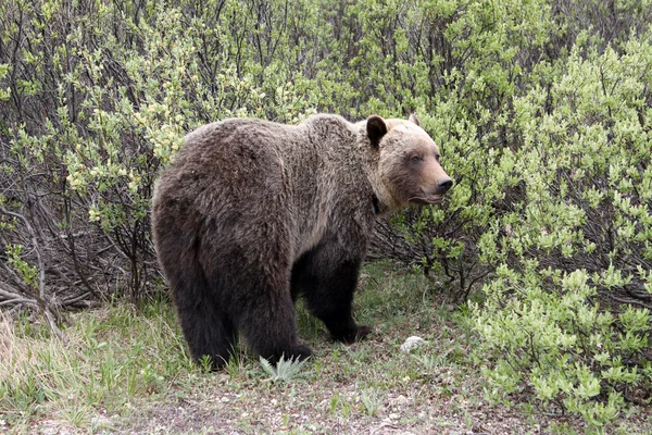 Grizzly (ursus arctos horribilis) — Stockfoto