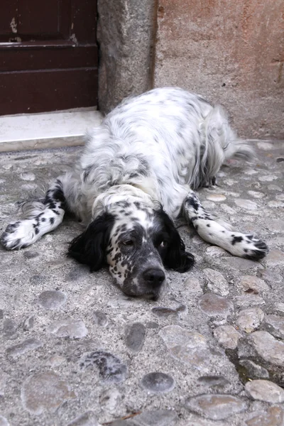 stock image Lazy Dog