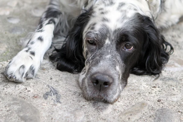 stock image Lazy Dog