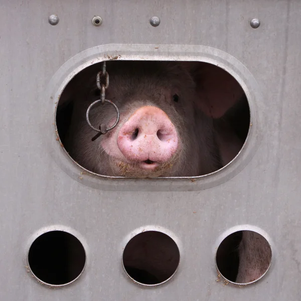 돼지의 전송 — 스톡 사진