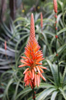 Tigeraloe