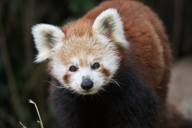 Red Panda clipart