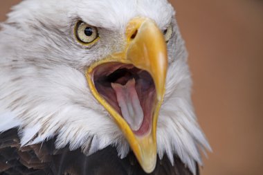 Bald Eagle clipart