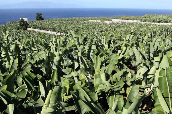 stock image Banana plantation