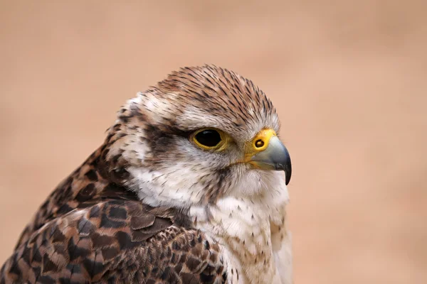 Saker Falcon — Stock Photo, Image