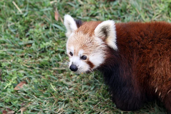 Panda rojo — Foto de Stock
