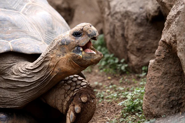 Afrikanska sporrade sköldpadda — Stockfoto