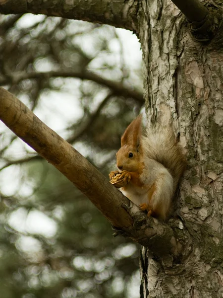 Squirrel — Stock Photo, Image