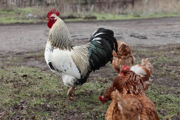 Polla en granja . —  Fotos de Stock