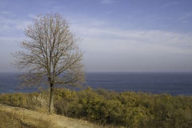 ağaç arka planda ufuk.