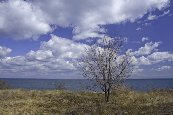 stock image The tree on background of horizon.