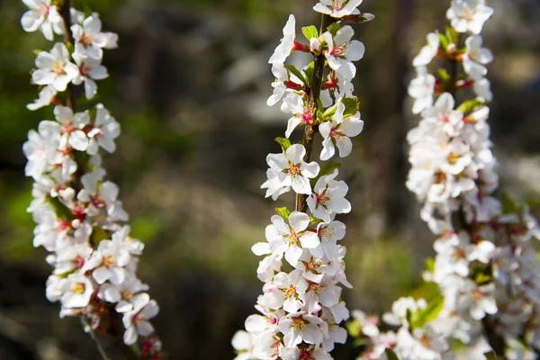 Yeni gelişen ağaç brunch doğal zemin üzerine beyaz çiçekli
