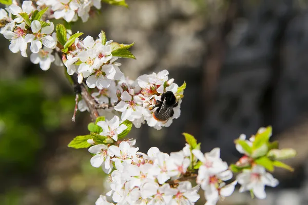 stock image Blossoming tree brunch with white flowers on natural background with bees