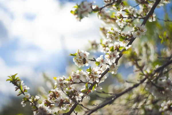 꿀벌와 푸른 하늘 배경에 흰색 꽃으로 꽃이 만발한 나무 브런치 로열티 프리 스톡 사진