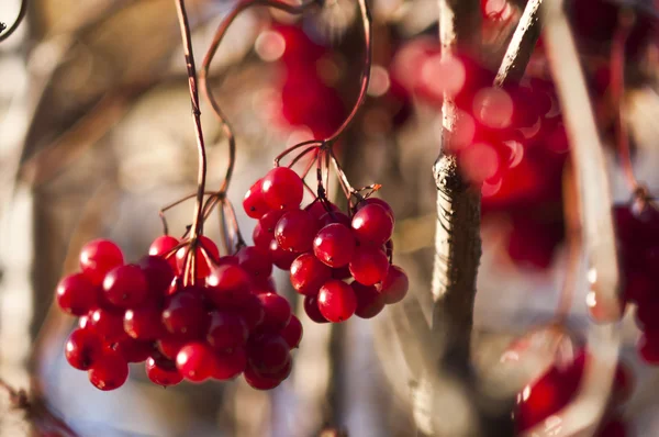 stock image Bunch of bright red berries in the sky and blurred berries