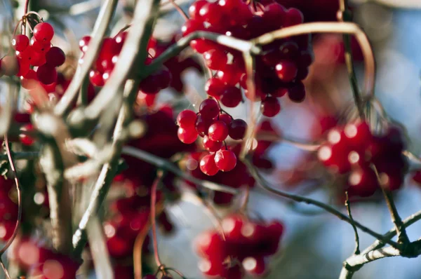 stock image Bunch of bright red berries in the sky and blurred berries