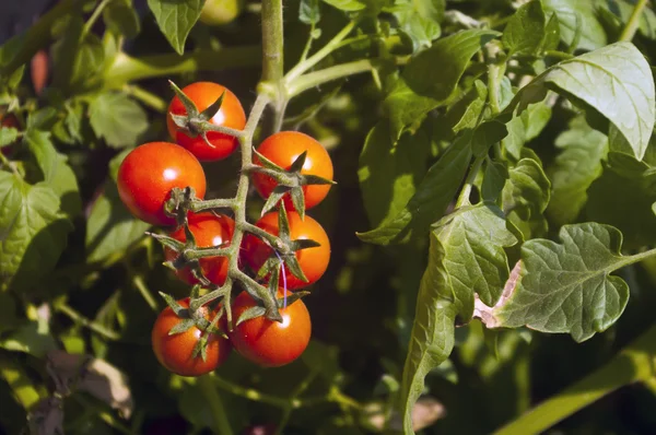 녹색 배경에 밝은 붉은 토마토의 무리 로열티 프리 스톡 이미지