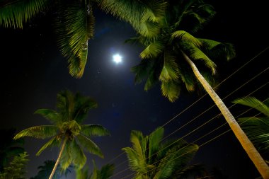 ay tarafından aydınlatılan güzel palmiye ağaçları