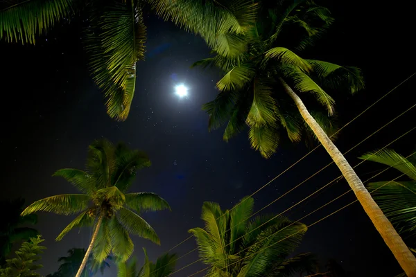 stock image Beautiful palm trees illuminated by the moon