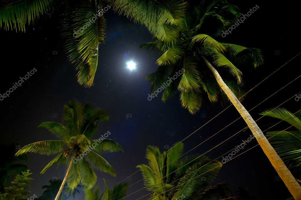 mooie palmbomen die worden verlicht door de maan — Stockfoto ... mooie palmbomen die worden verlicht door de maan — Stockfoto ...