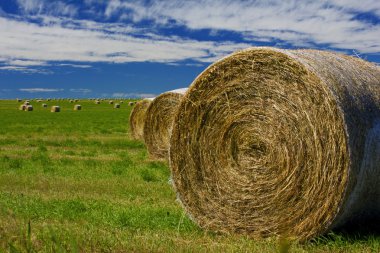 Hay bales clipart