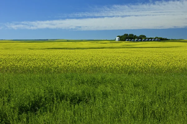 stock image Field upon field