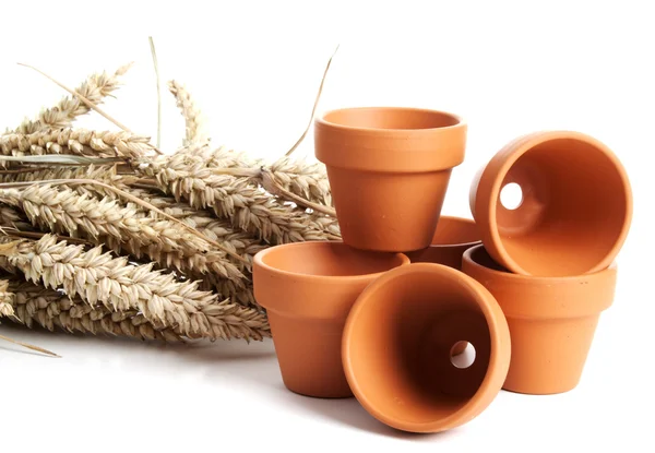 Oor van tarwe in kleine pot — Stockfoto