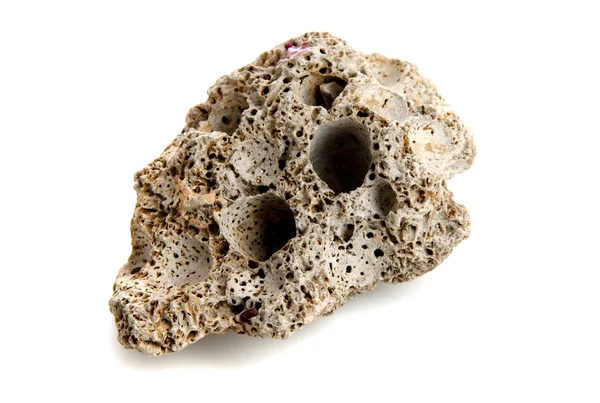 Pedra formada por piddocks comuns — Fotografia de Stock