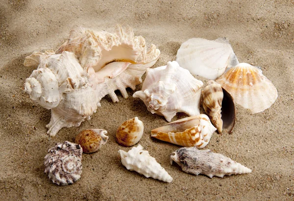 stock image Sea shells