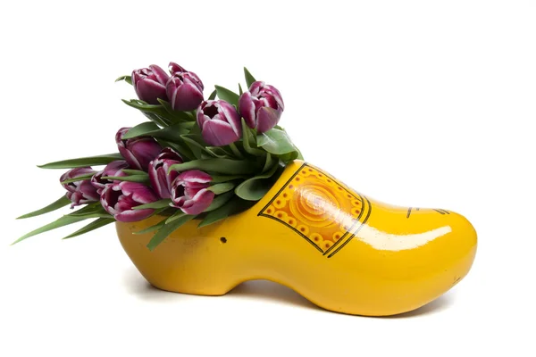 Tulpaner från holland — Stockfoto