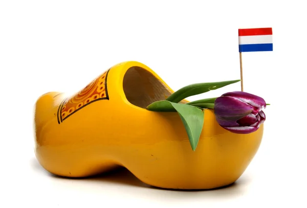 来自荷兰的郁金香 — 图库照片
