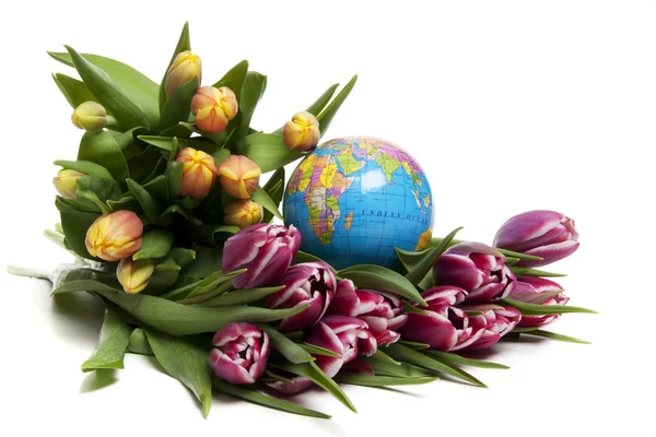 Tulipanes de Holanda —  Fotos de Stock