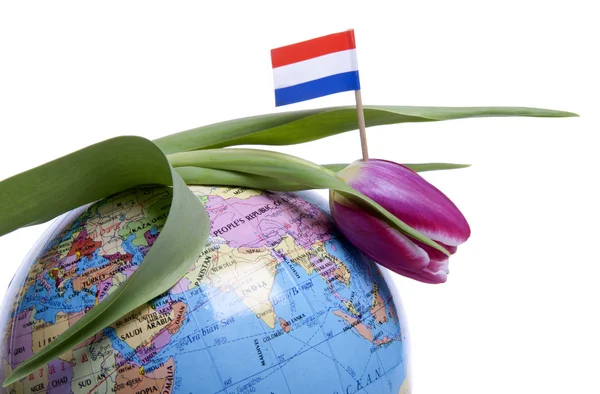 Tulipany z Holandii — Zdjęcie stockowe