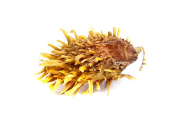 Spondylus butleri